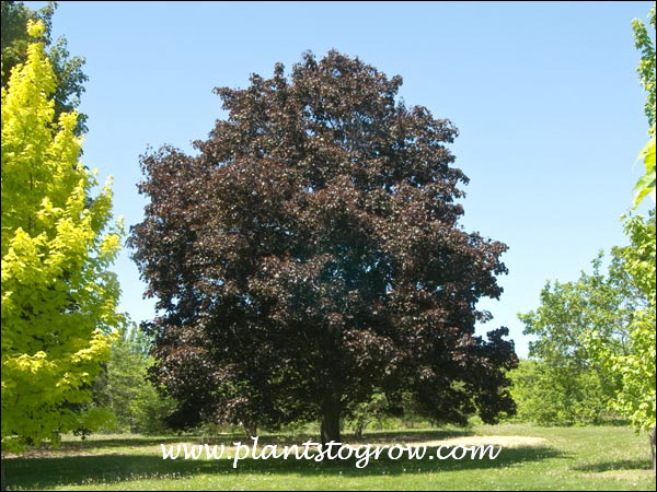 A nice mature tree.